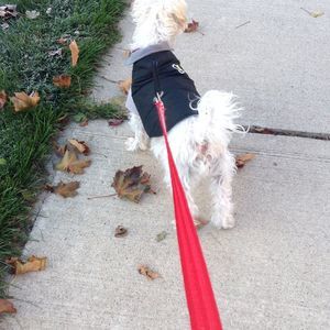 Meet your Posher, Angel